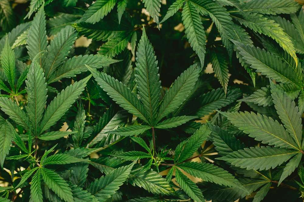 cannabis cannabis