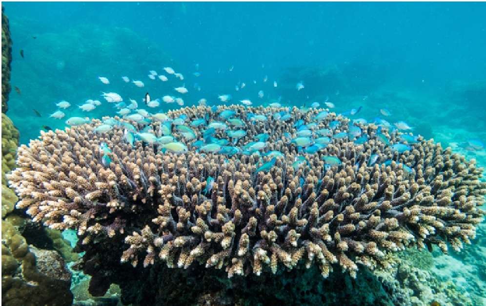 Ningaloo Reef