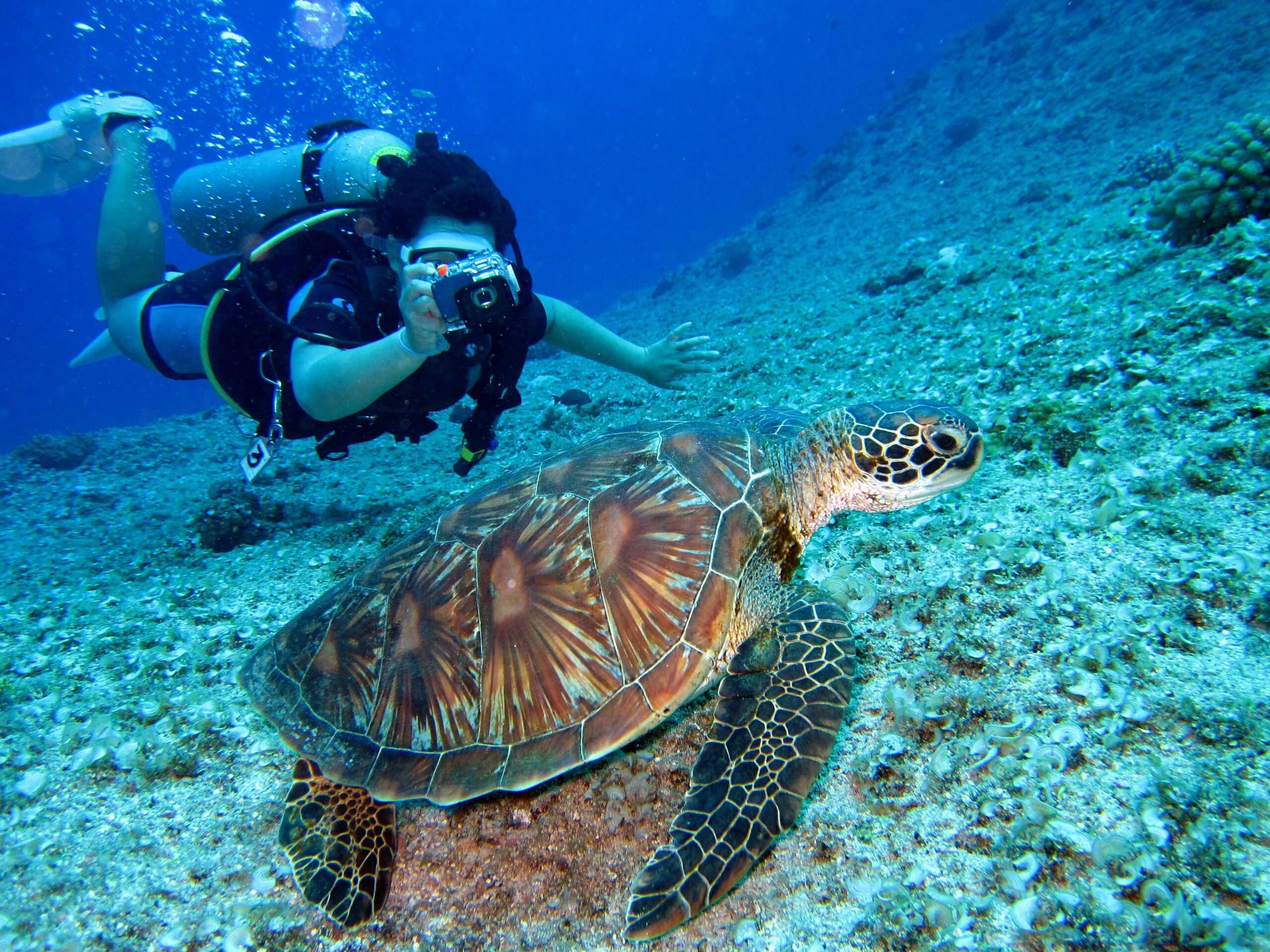 Great Barrier Reef Airlie Beach Whitsunday Guide