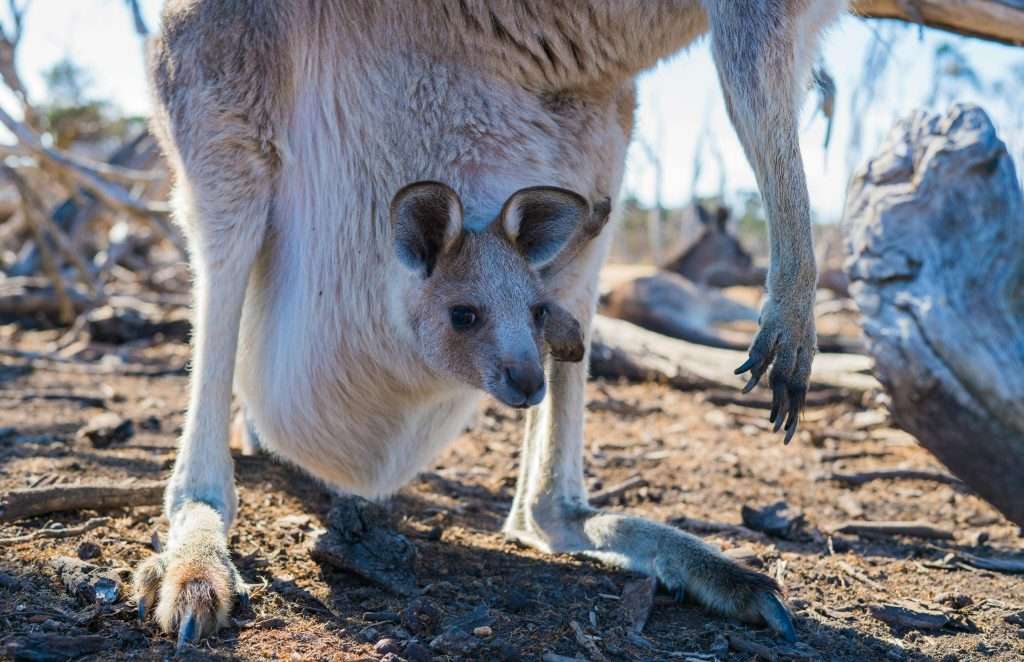 Wildlife Park