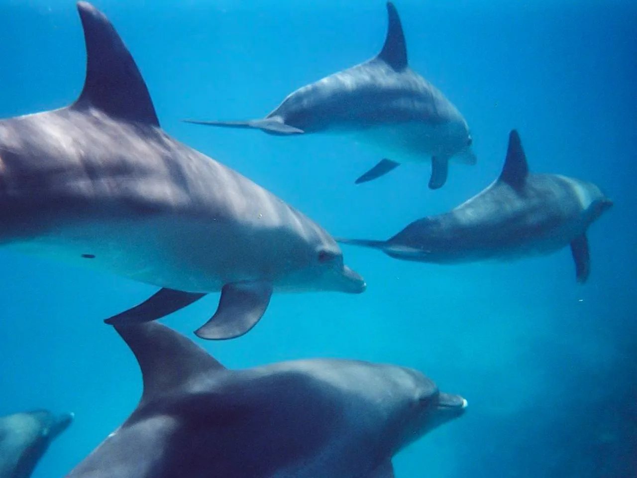 Kangaroo Island Ocean Safari
