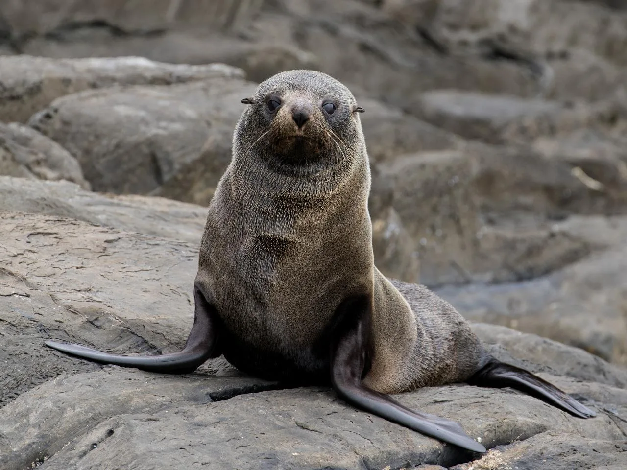 Kangaroo Island Ocean Safari