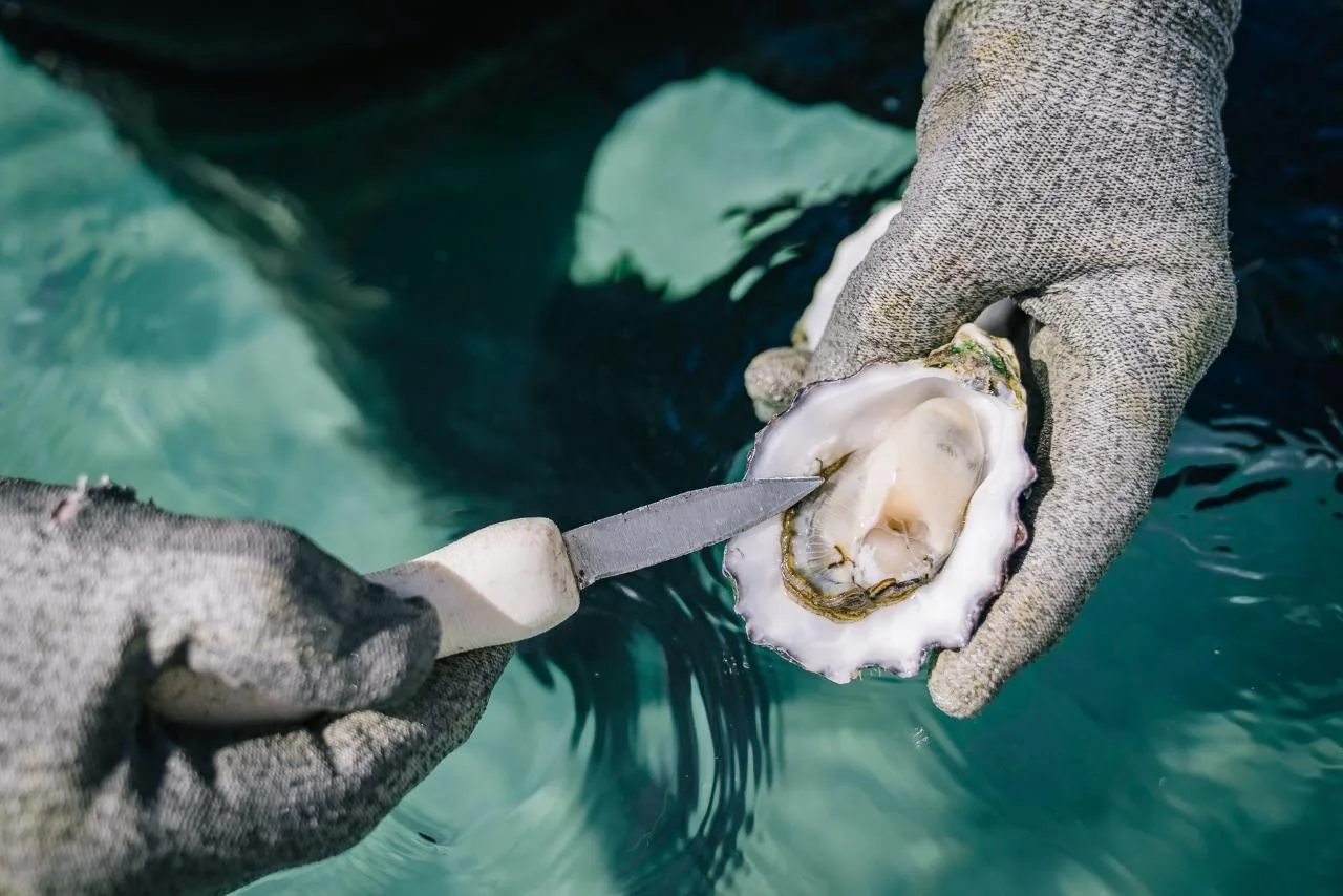 Coffin Bay Oyster Farm & Bay Tour