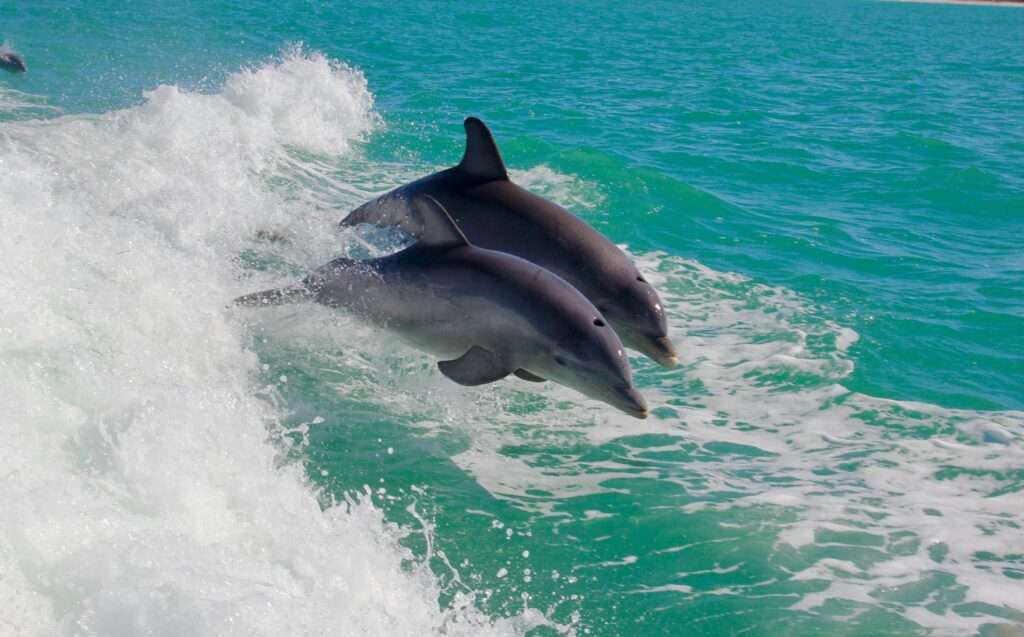 Dolphin cruise