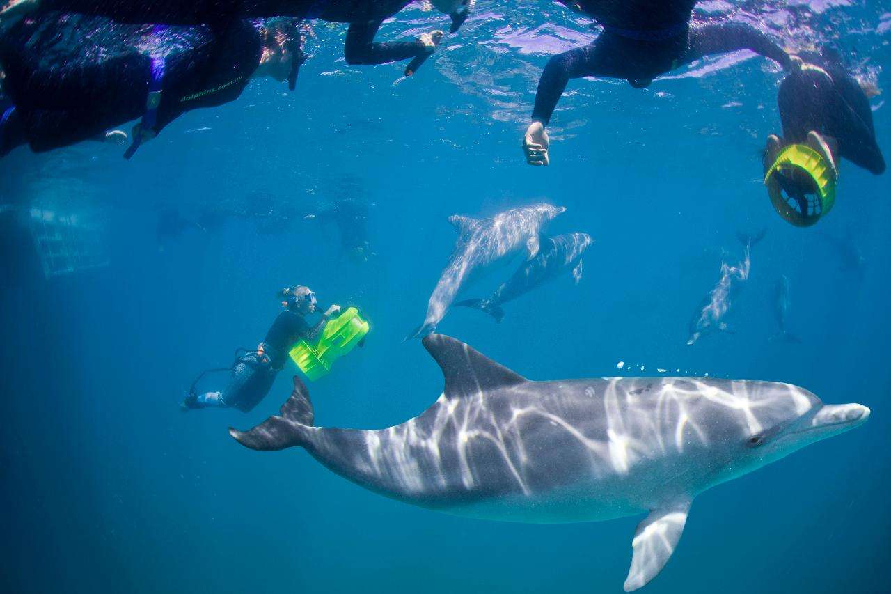 Swim with Wild Dolphins