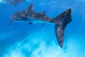 Ningaloo Shark