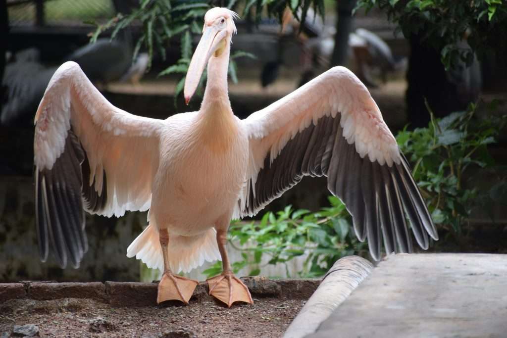 Wildlife Park