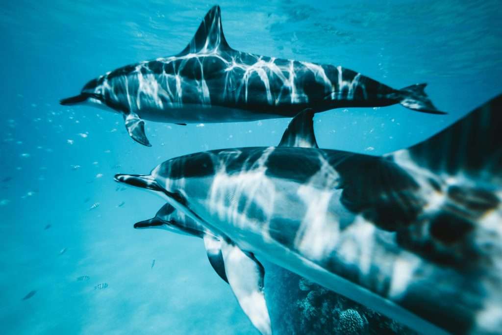 Dolphins