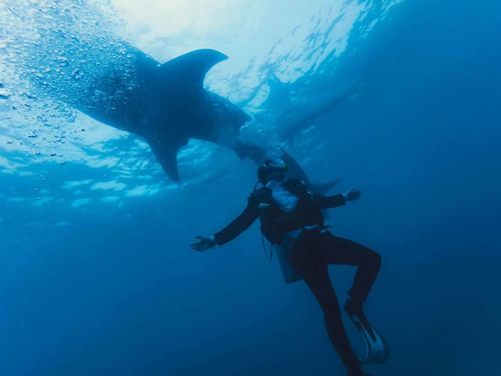 Dive with whale shark