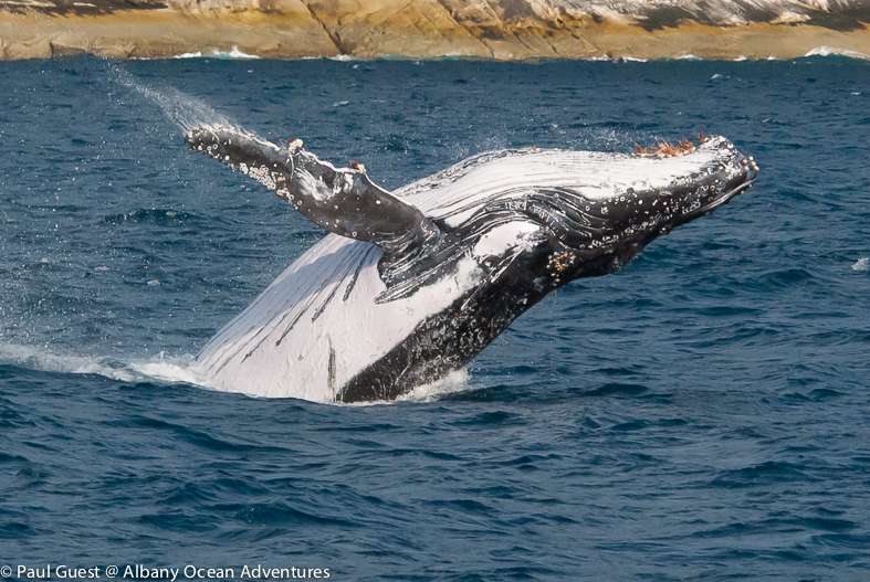 exmouth whale shark tours