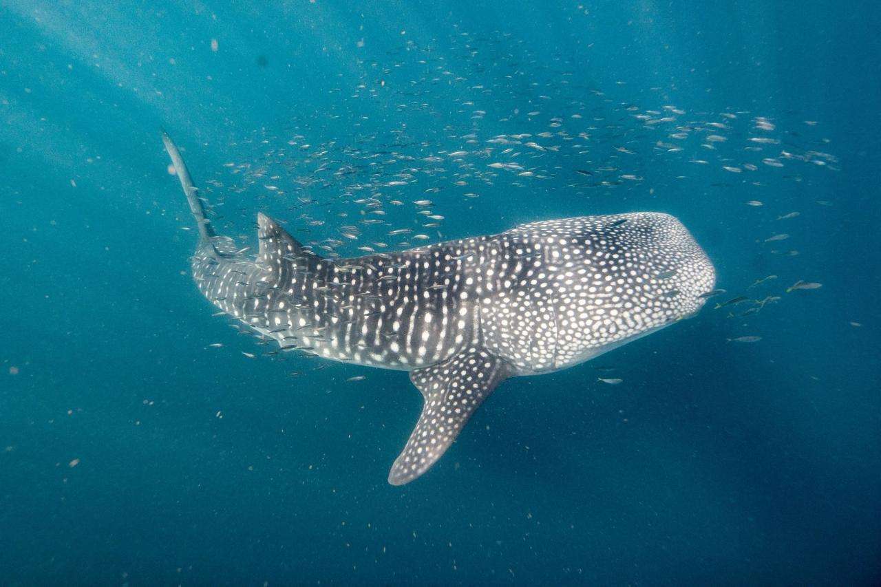 whale sharks Exmouth