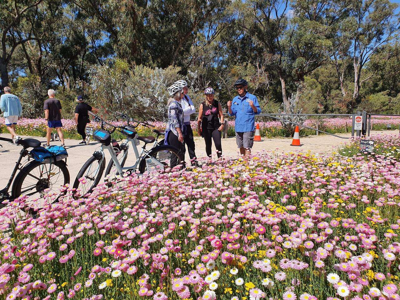 discovering Wildflowers Bike Tour Kings Park