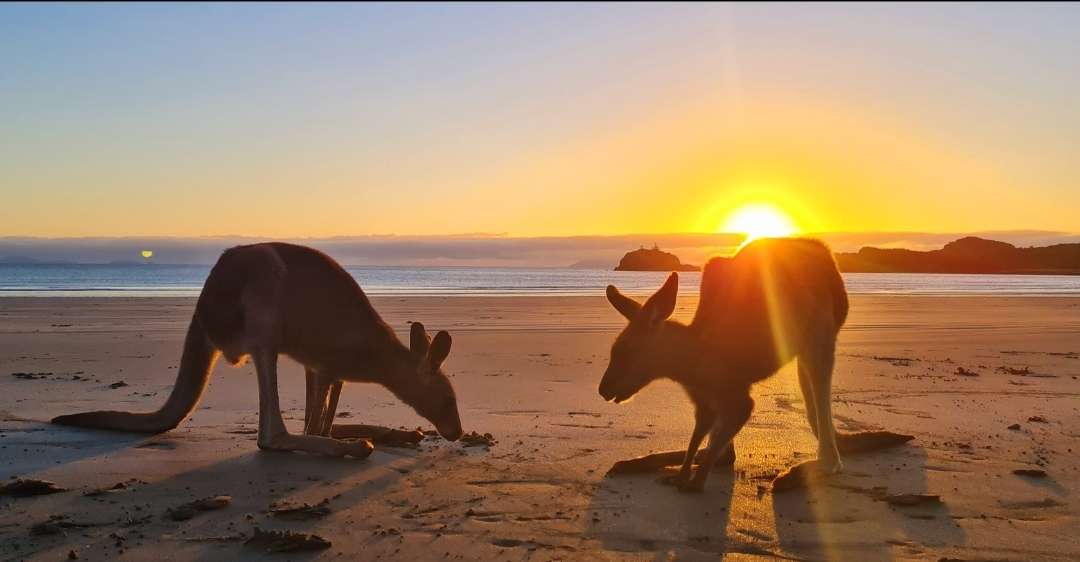 Sunrise with kangaroos