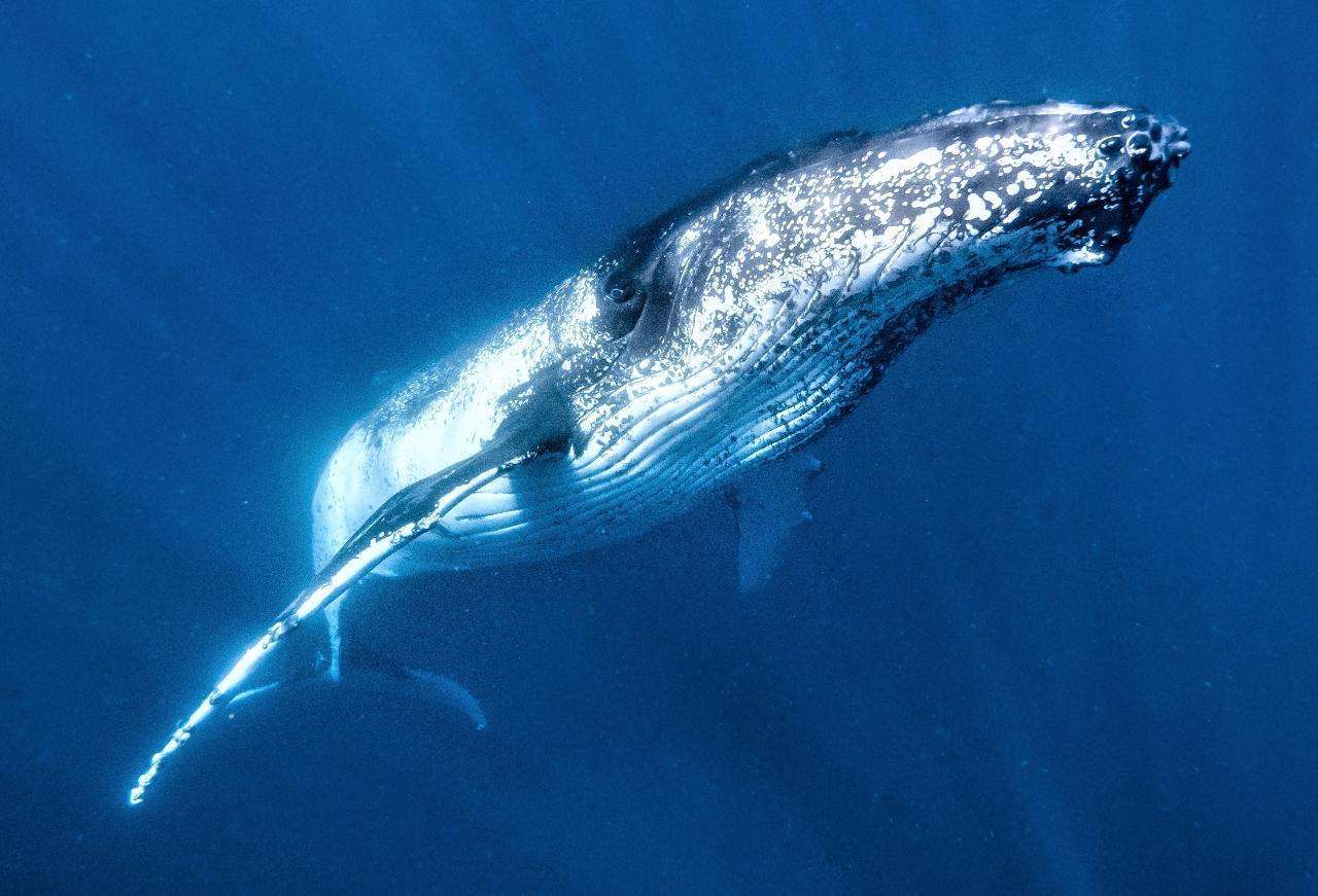 Humpback Whale Tour
