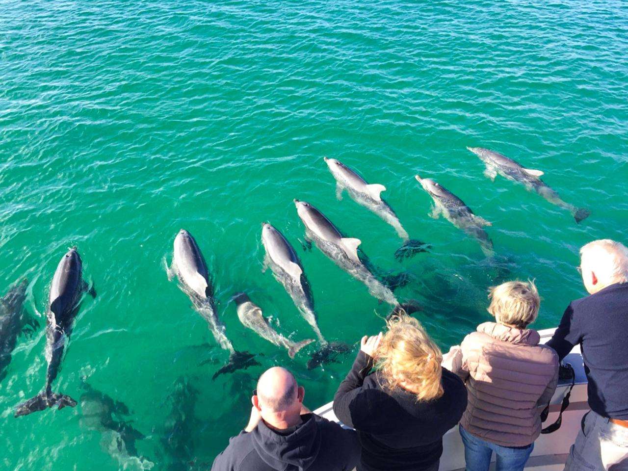 Kangaroo Island Ocean Safari
