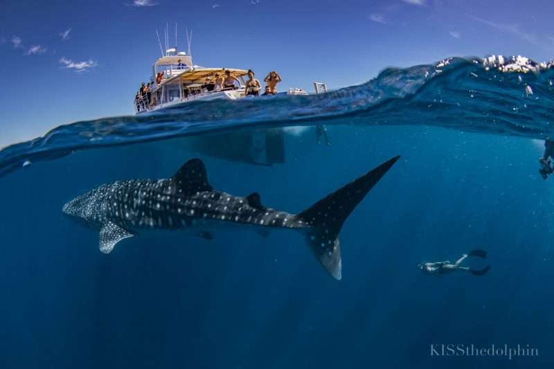 whale sharks ningaloo