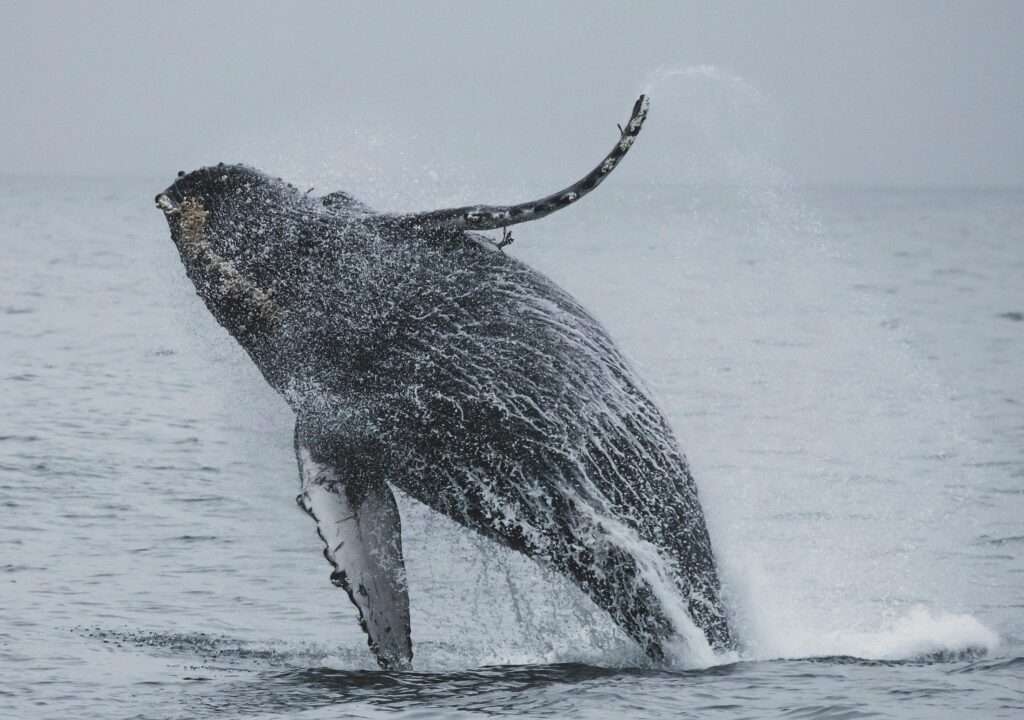 Whale Shark Tours in Exmouth