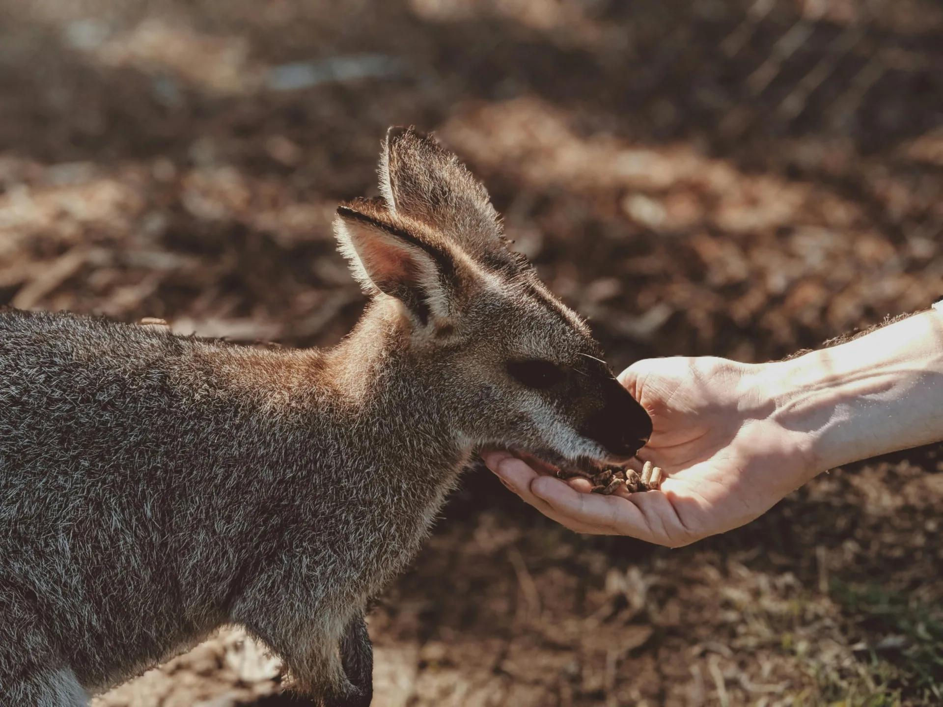 Feeding Kangaroo