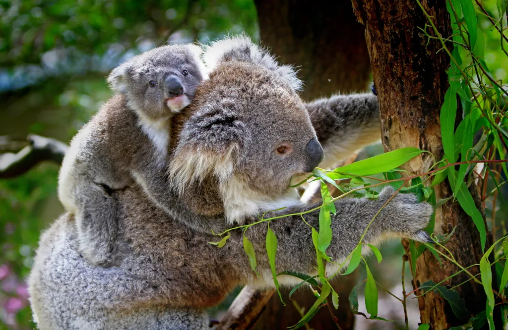 Wildlife experience near Perth