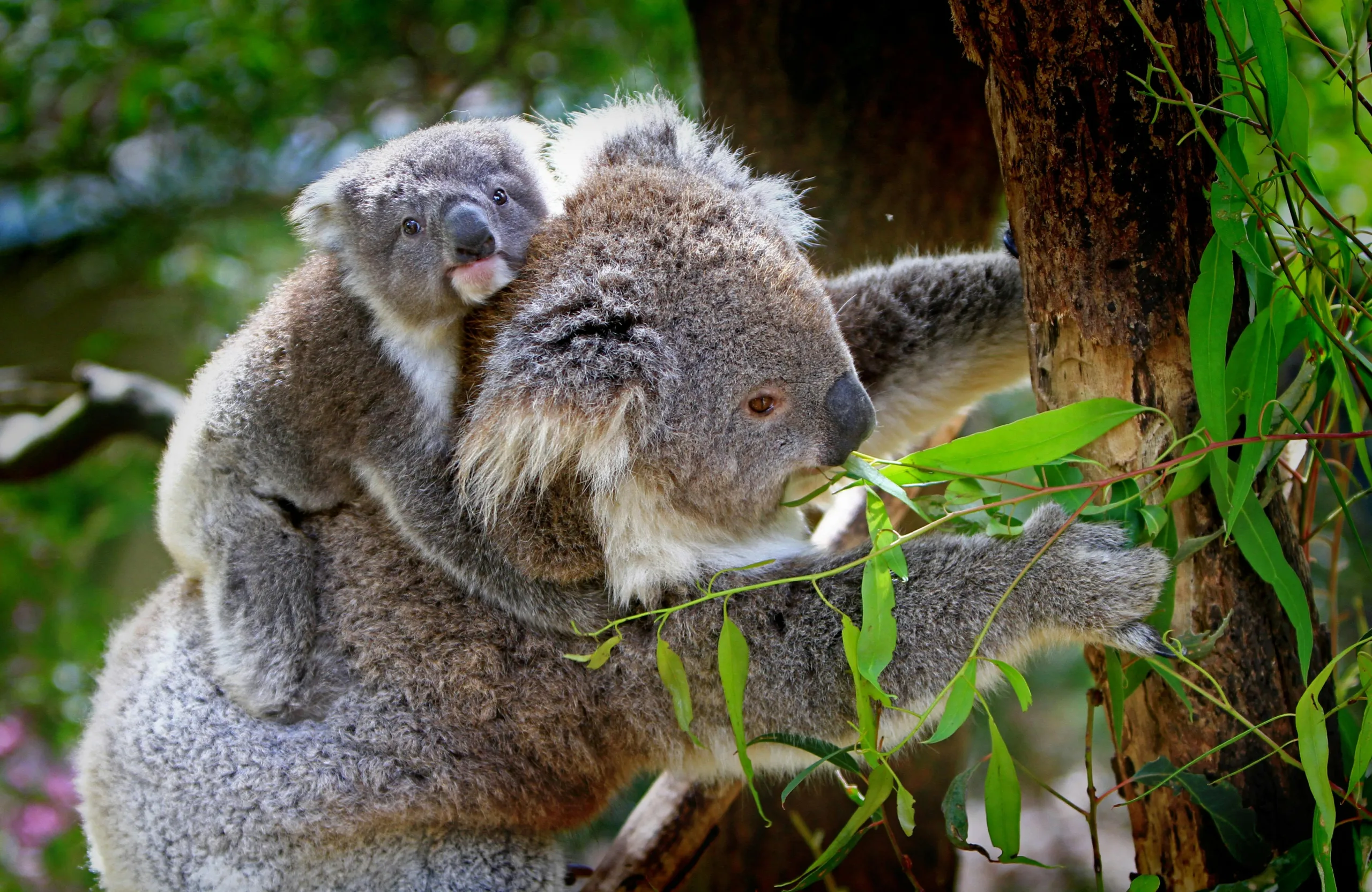 Guided Koala Walk and bush fire ecology tour