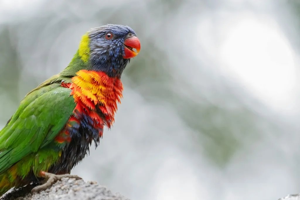 Wildlife experience near Perth