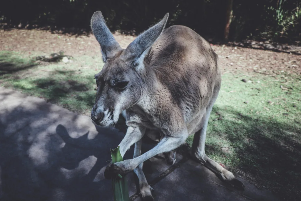 Wildlife experience near Perth