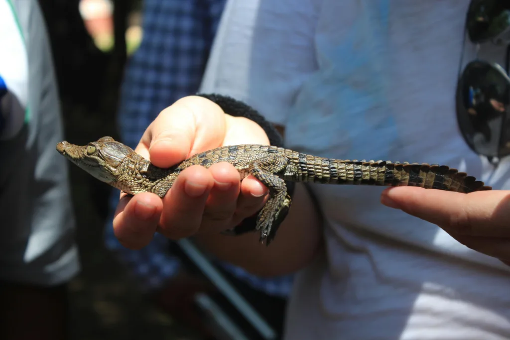 Small crocodile