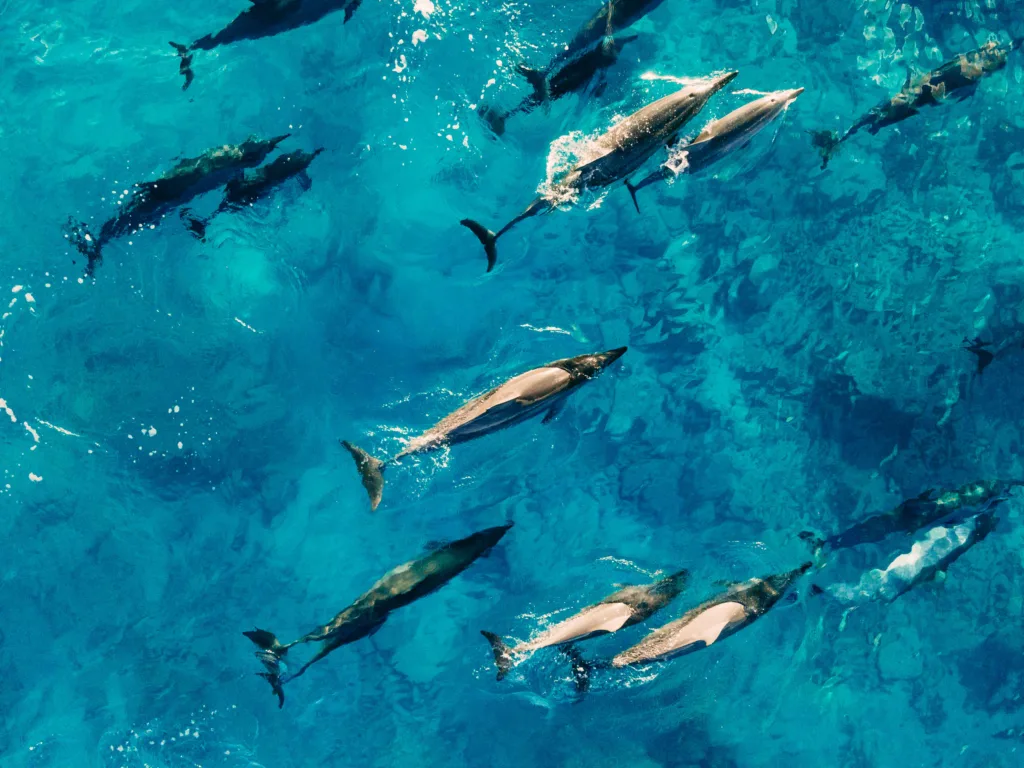 Dolphins spotted on Jervis Bay 