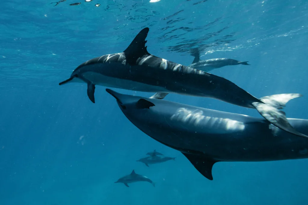 Dolphins at Port Stephens