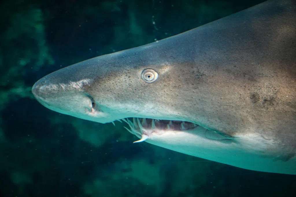 best time to see whales in sydney: Shark Spotted at Bondi Beach