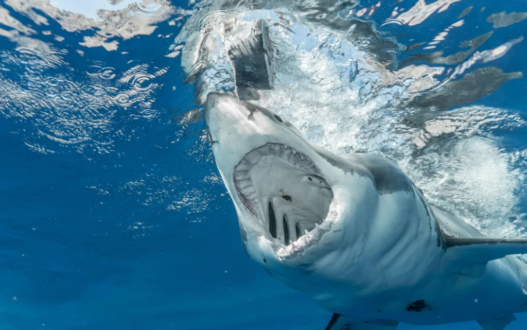 best time to see whales in sydney: Sharks at Shelly Beach 