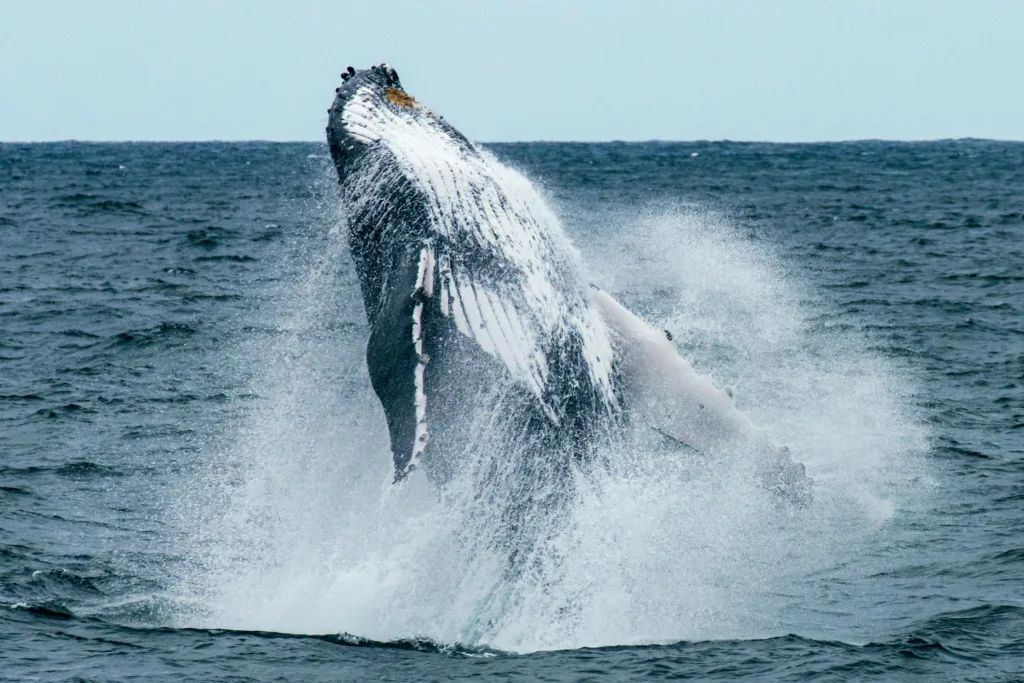 Whales at Cape Solander