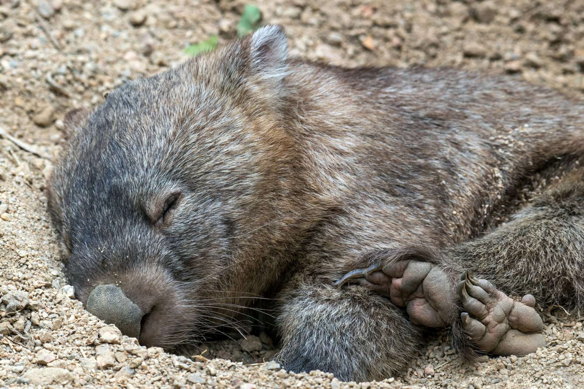 Baby Wombat Baby Wombat Left Australia