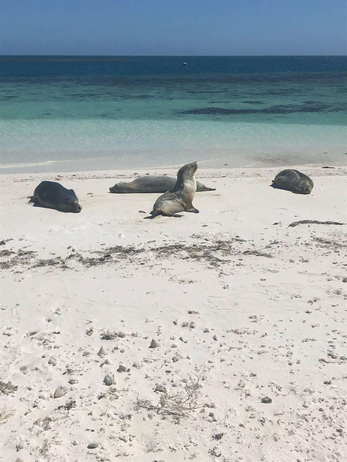 Interesting Facts About Houtman Abrolhos Interesting Facts About Houtman Abrolhos