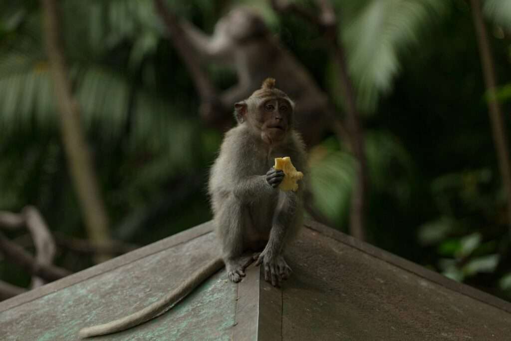 Top 10 things to do in Bali: Meet Monkeys at the Sacred Forest Sanctuary