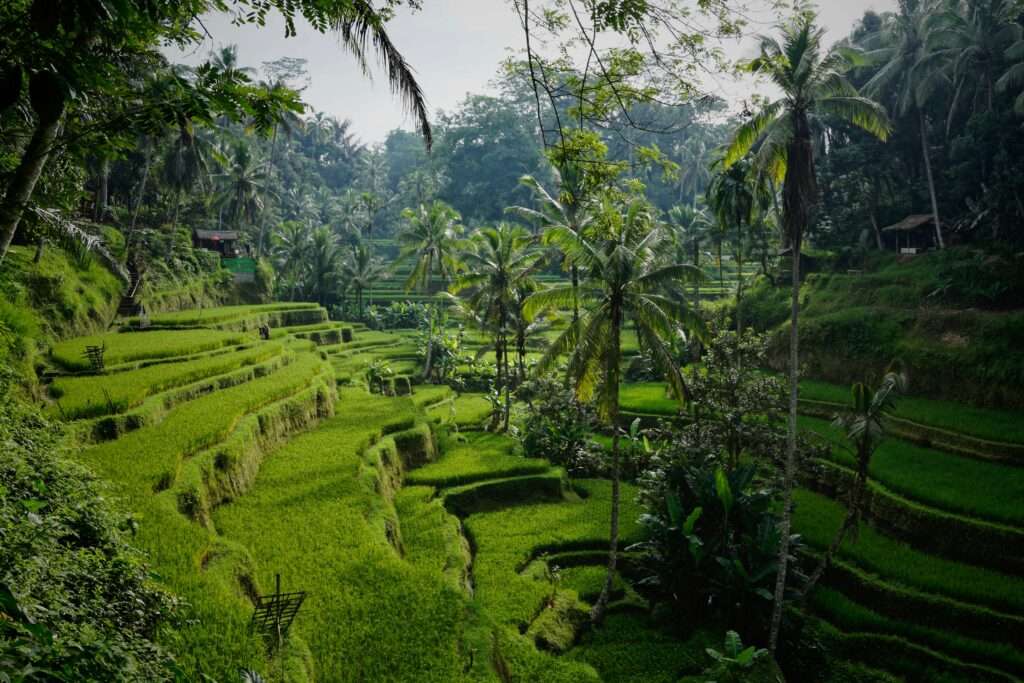 Top 10 things to do in Bali: Tegallalang Rice Terraces