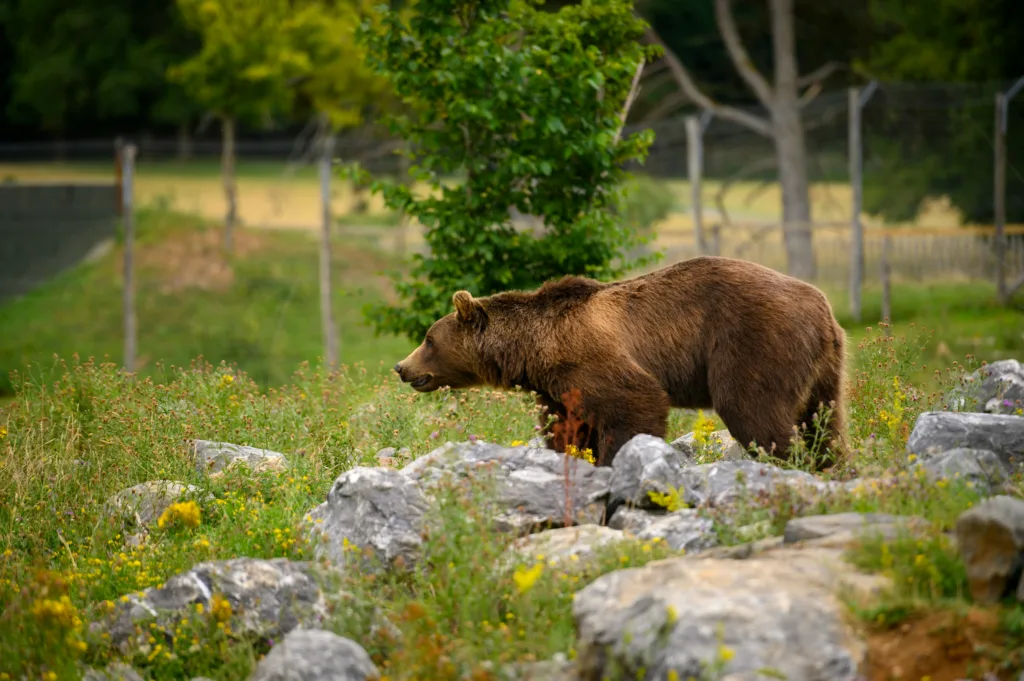 Brown Bear
