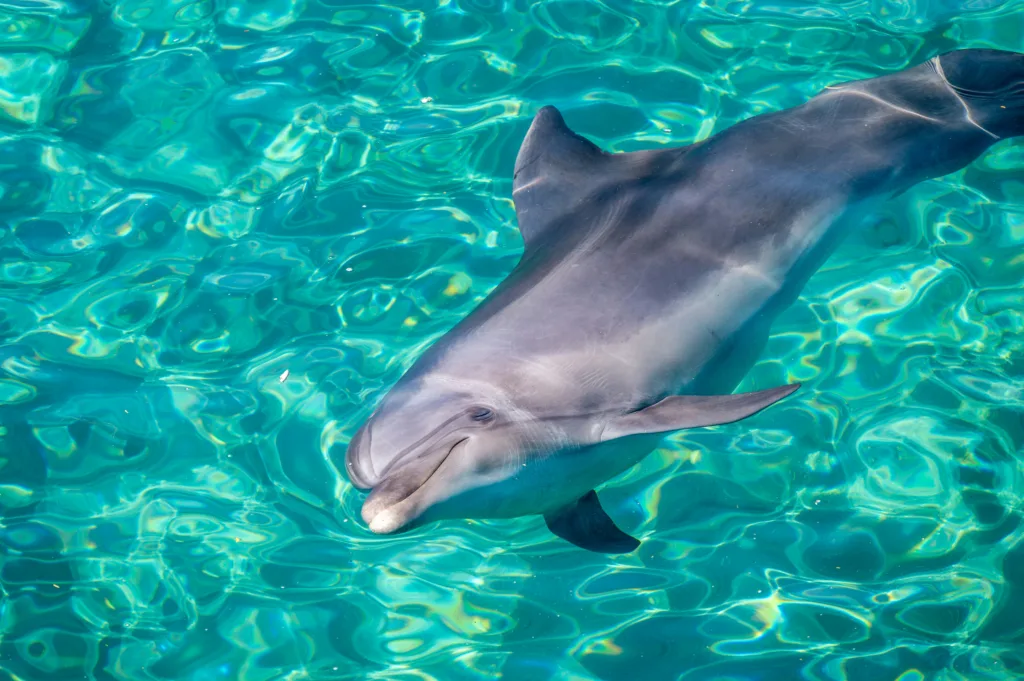 Dolphin