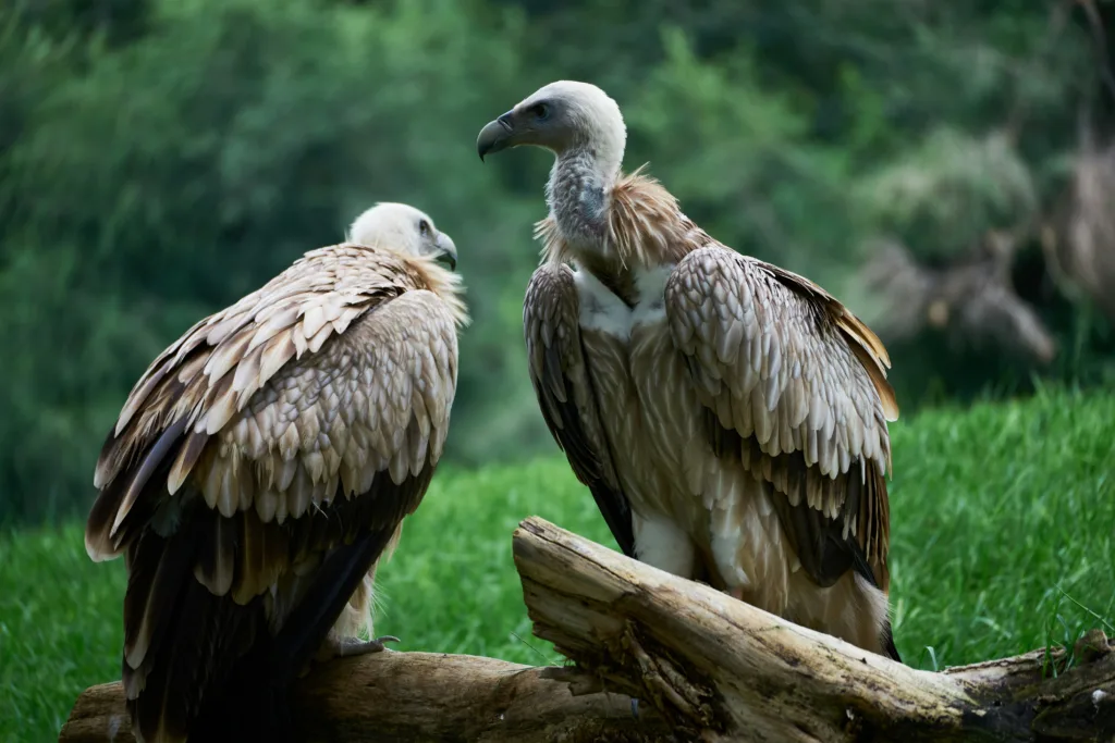 Vultures