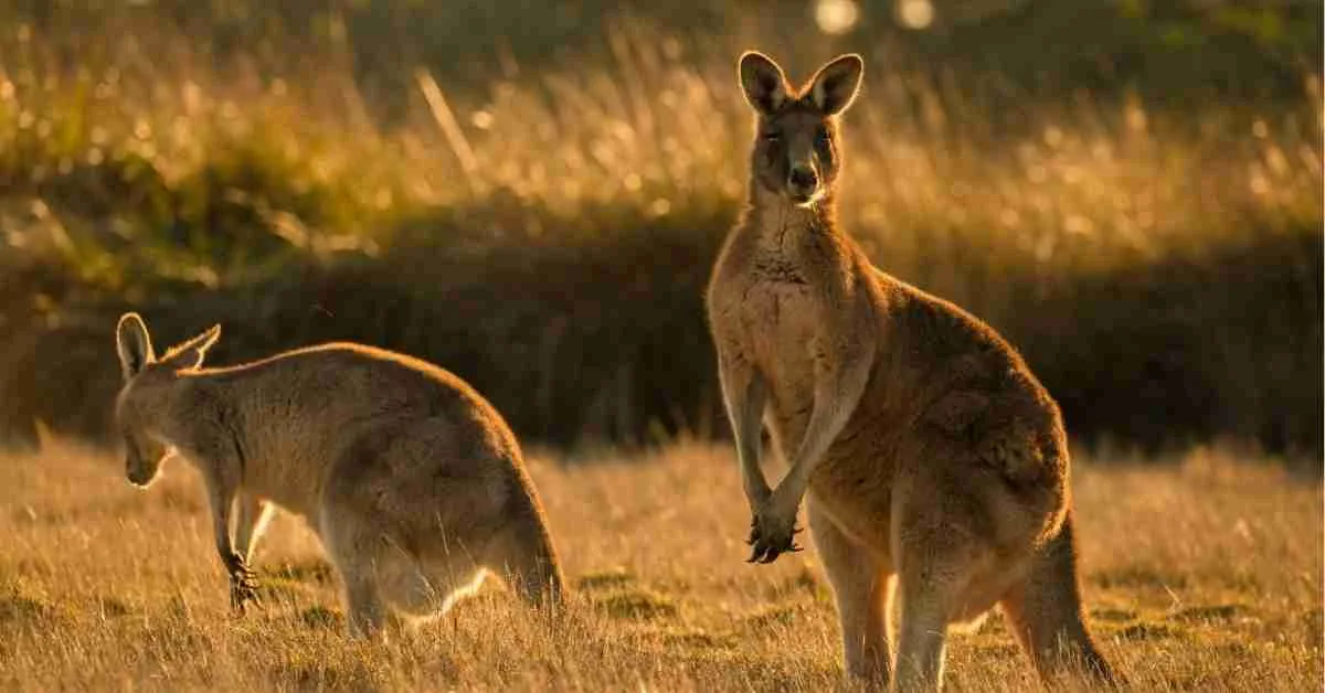 The Playful Kangaroo Wildlife Australia