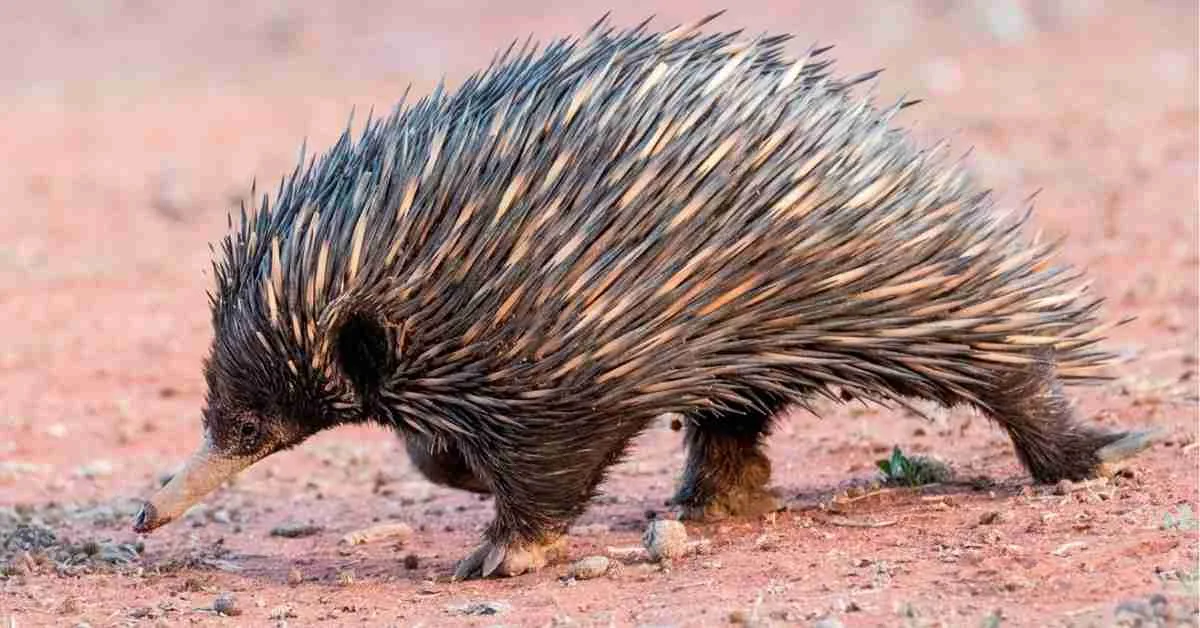 The Echidna