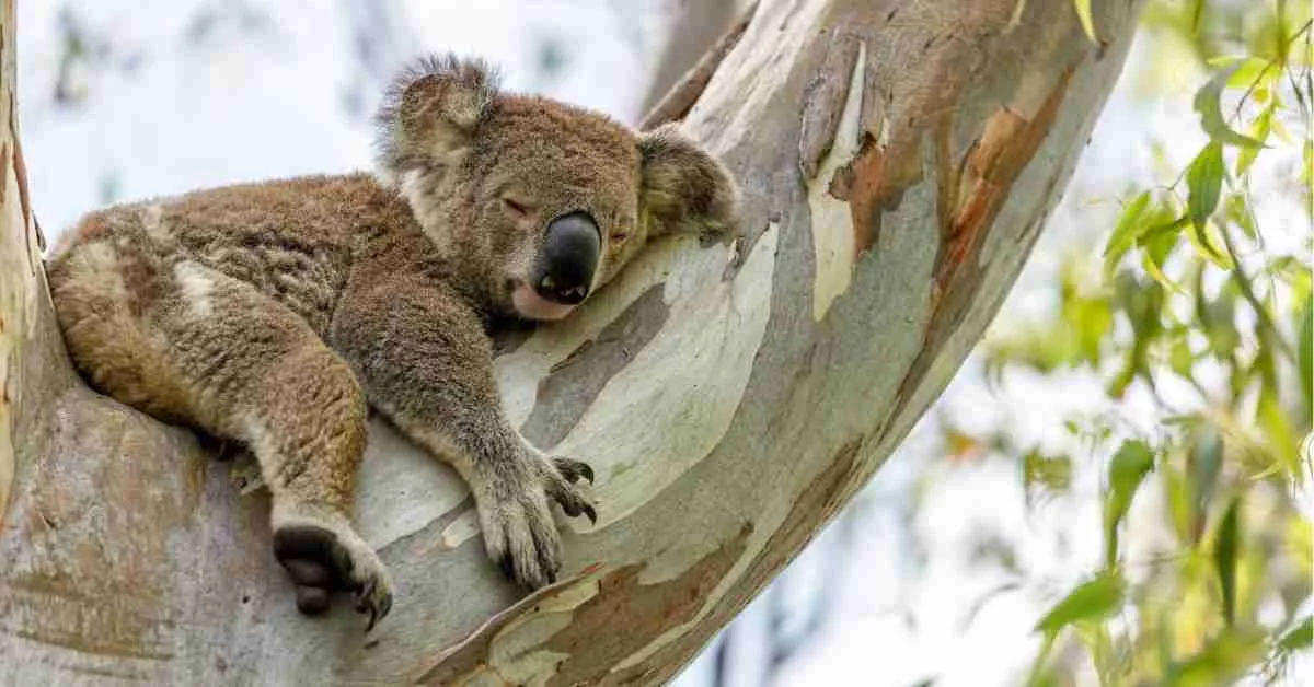 The Clever Koala Wildlife Australia