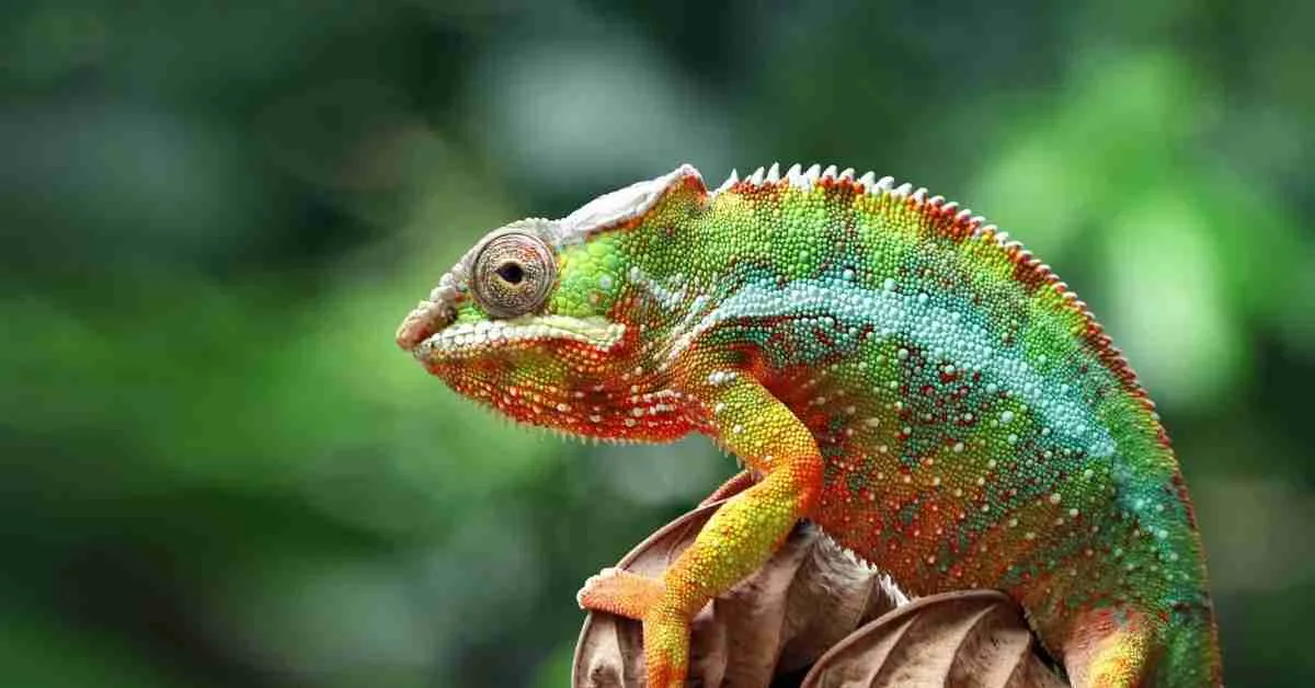 Brand-New Amphibian & Reptile