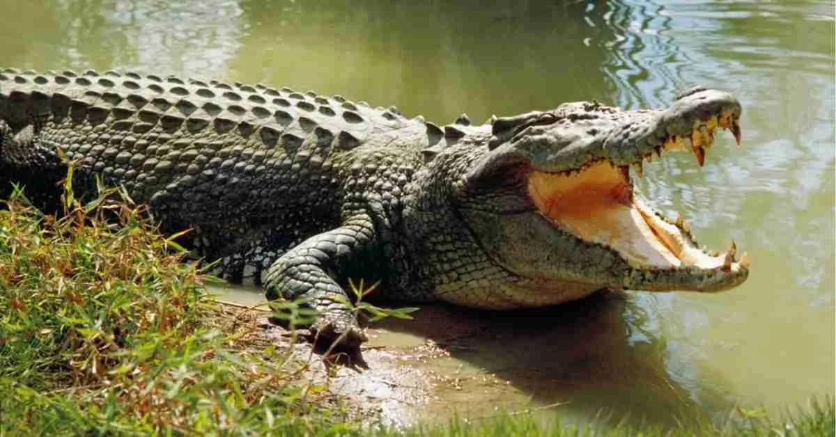 The Mighty Saltwater Crocodile Wildlife Australia