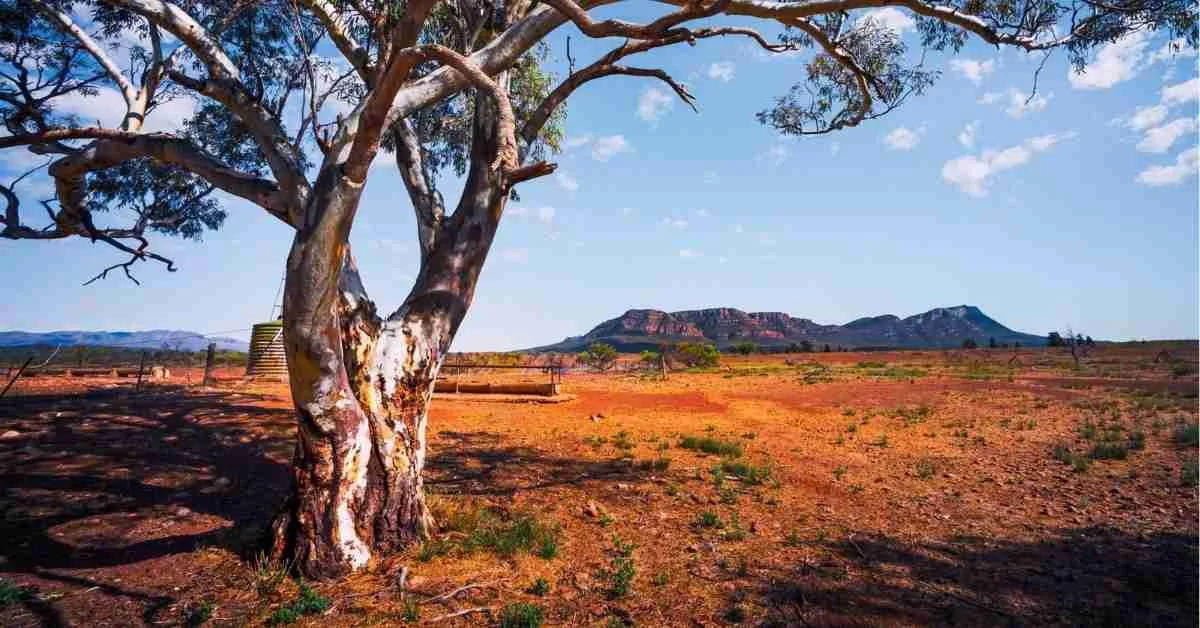 Flinders Ranges 