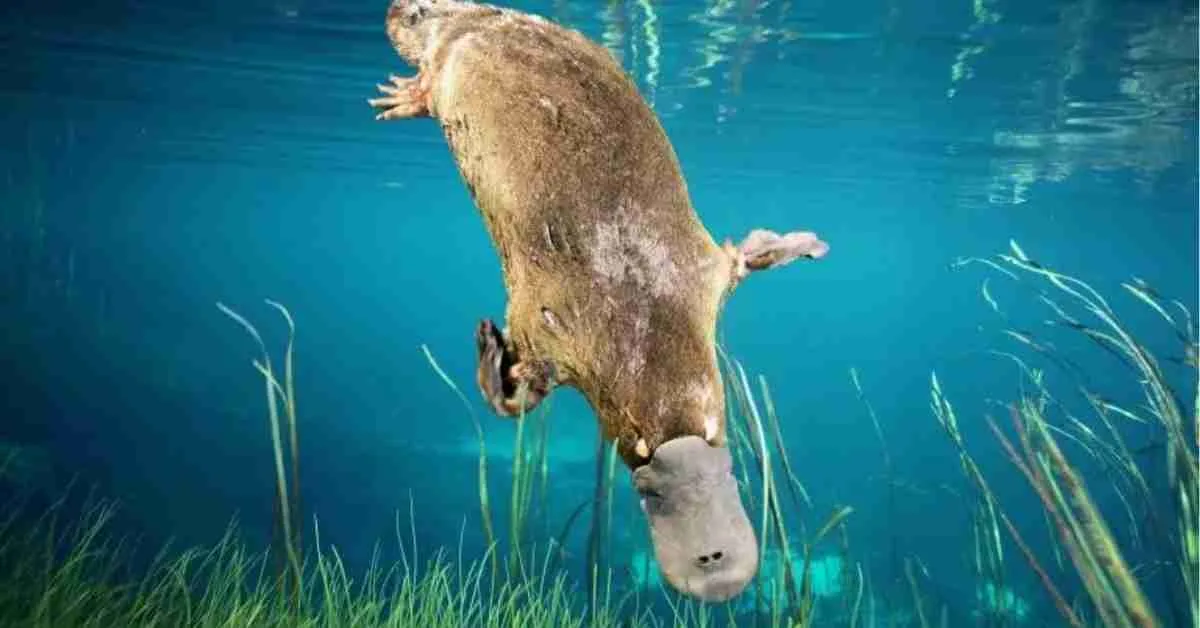 The Elusive Platypus