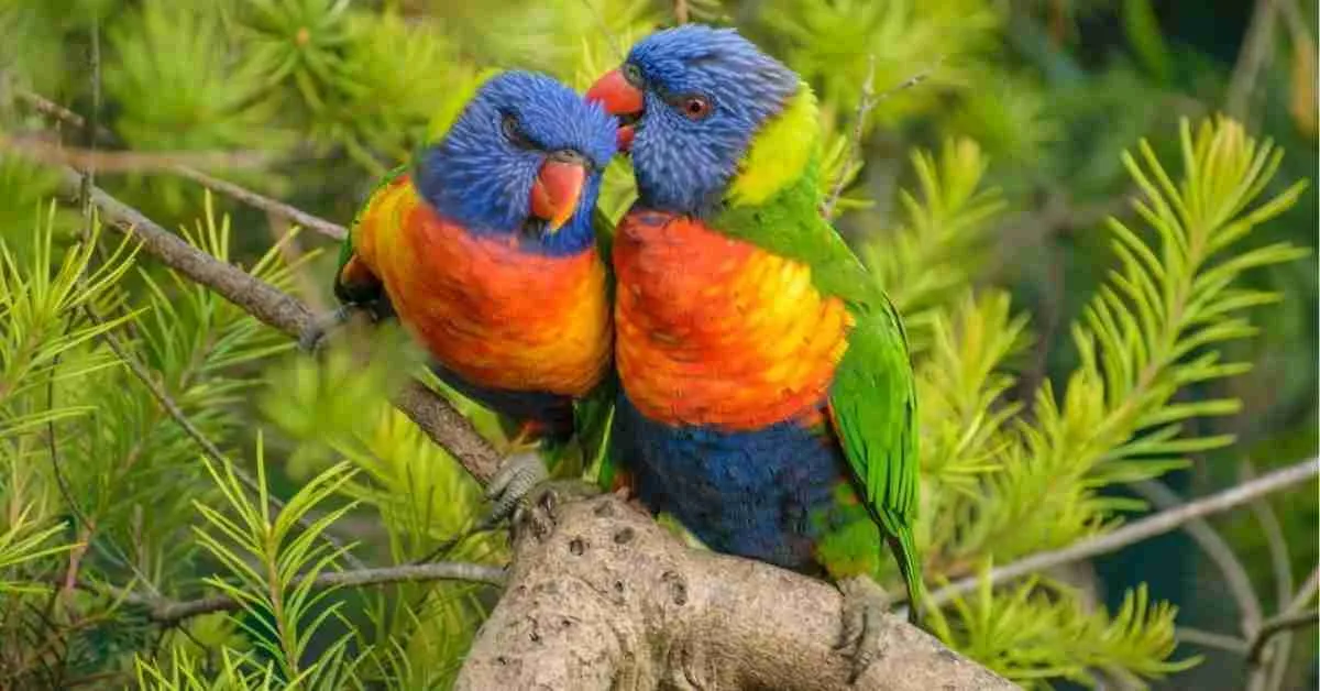The Colorful Rainbow Lorikeet