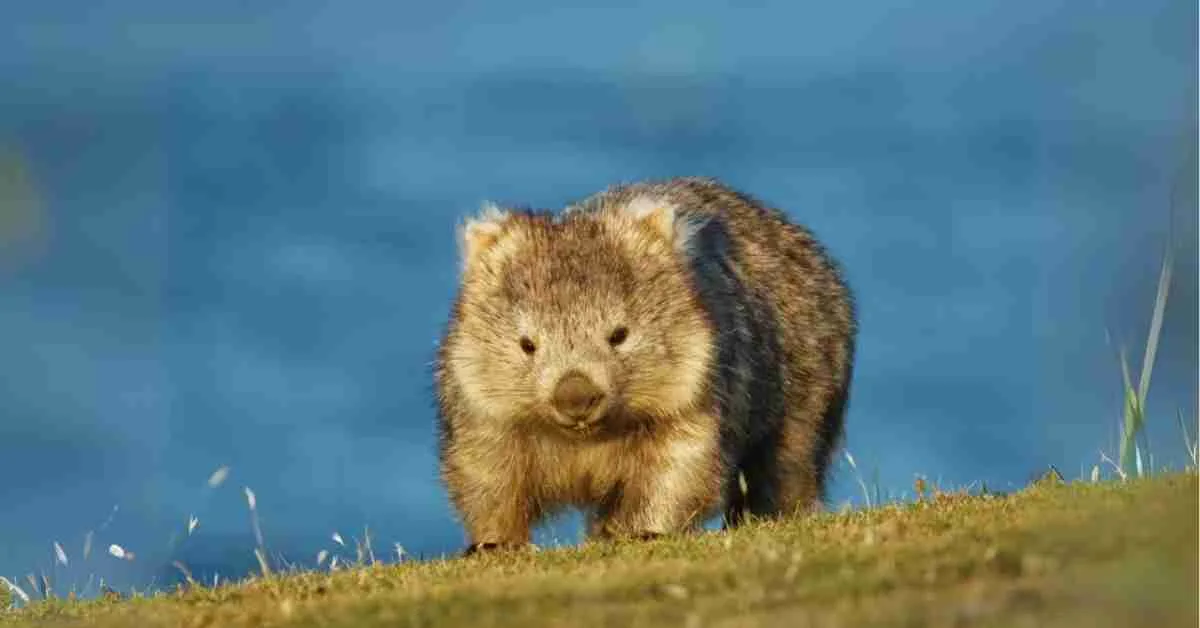 The Wombat