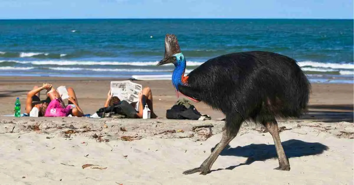 The Cassowary