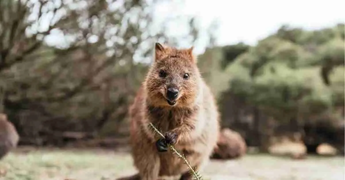 The Quokka